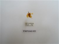 藏品(燈蛾29)的圖片